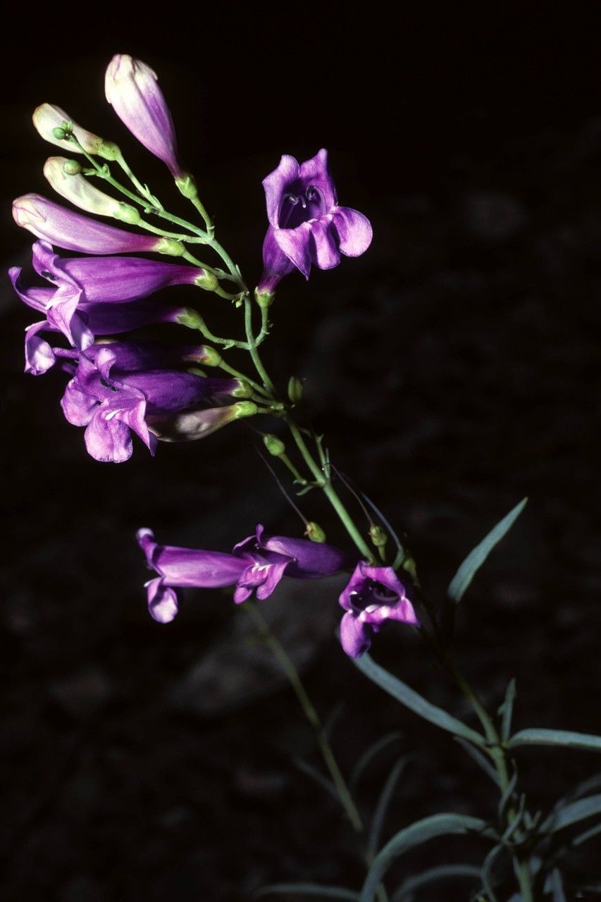 Penstemon cyathophorus habit