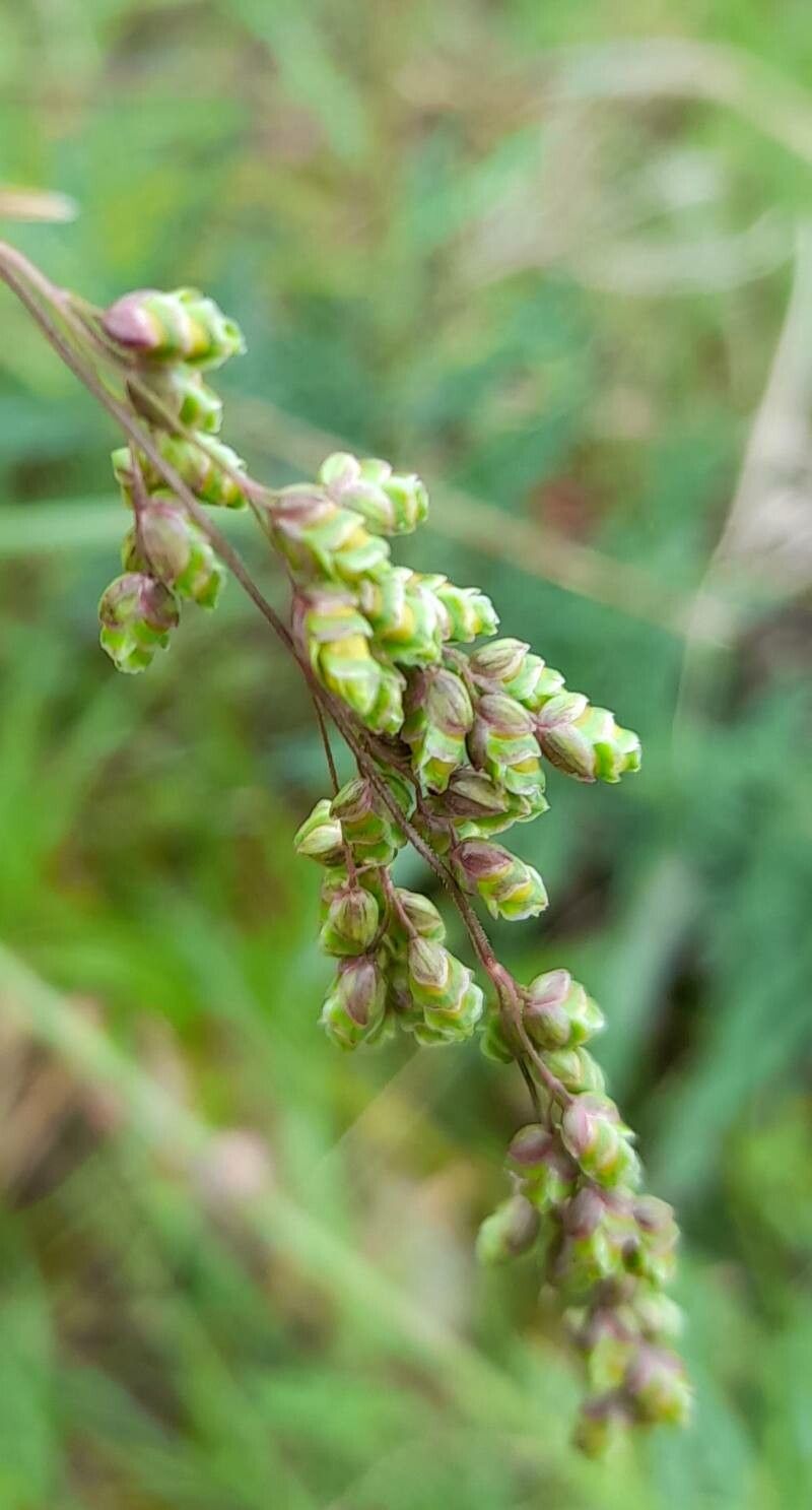 Chascolytrum lamarckianum flower
