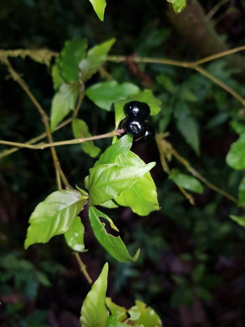Palicourea hoffmannseggiana flower