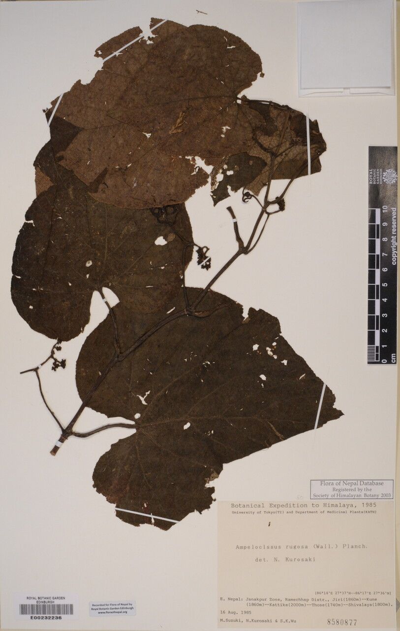 Ampelocissus rugosa other