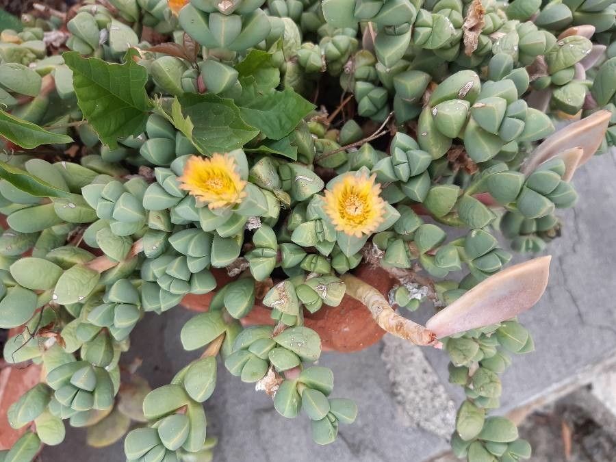 Corpuscularia lehmannii flower