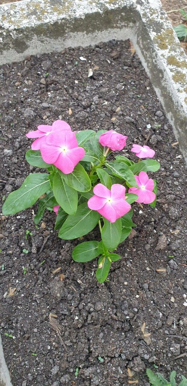 Vinca erecta flower