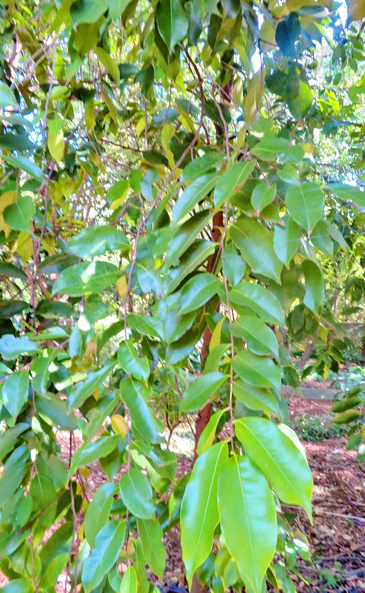 Moquilea salzmannii leaf