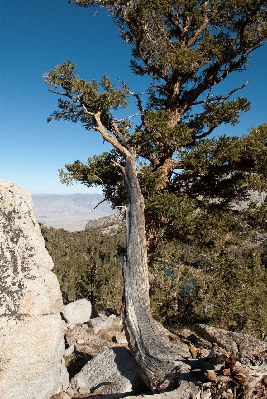 Pinus balfouriana habit