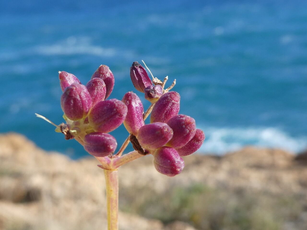 Crithmum maritimum fruit