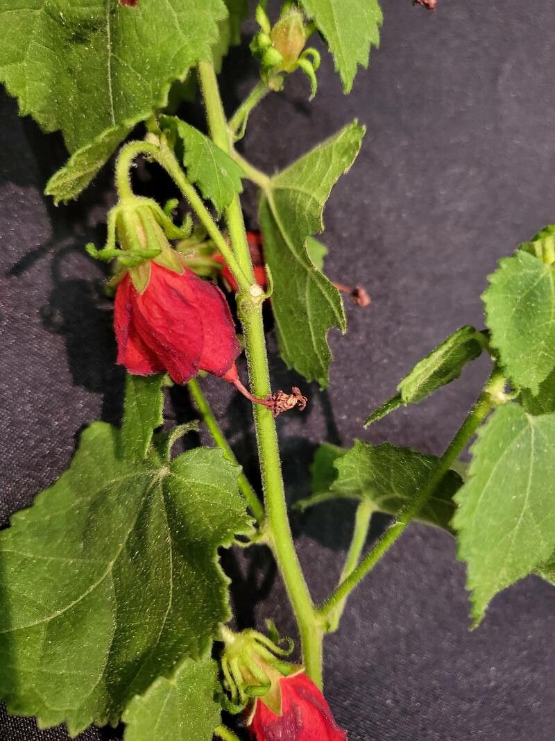 Hibiscus poeppigii — search result for 'Hibiscus'