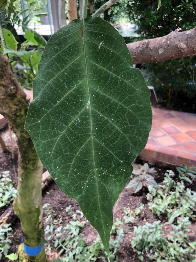 Brugmansia arborea — related species from the same genus