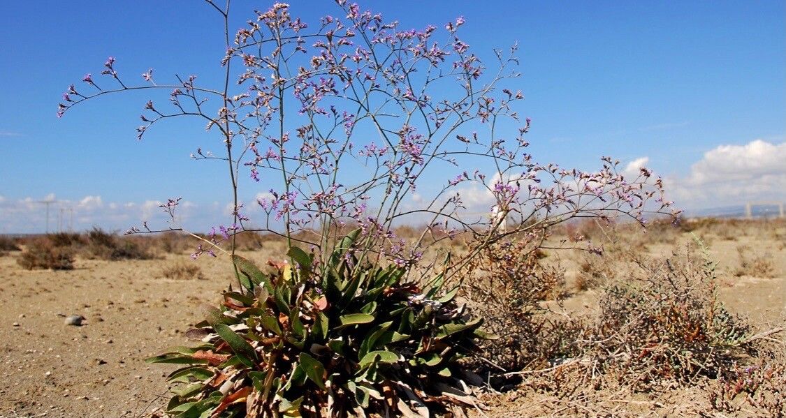 Limonium meyeri — search result for 'Limonium'