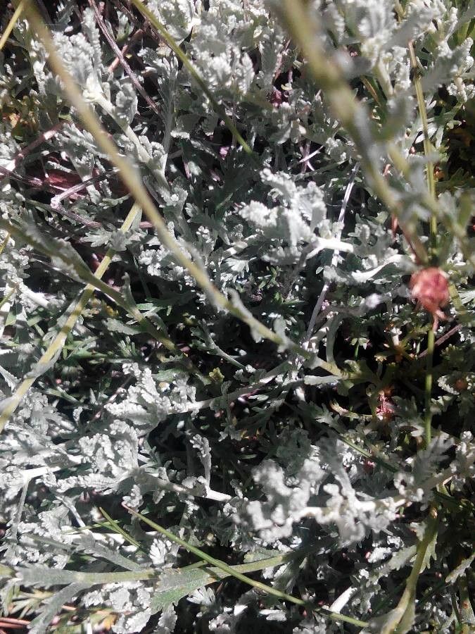 Santolina oblongifolia leaf