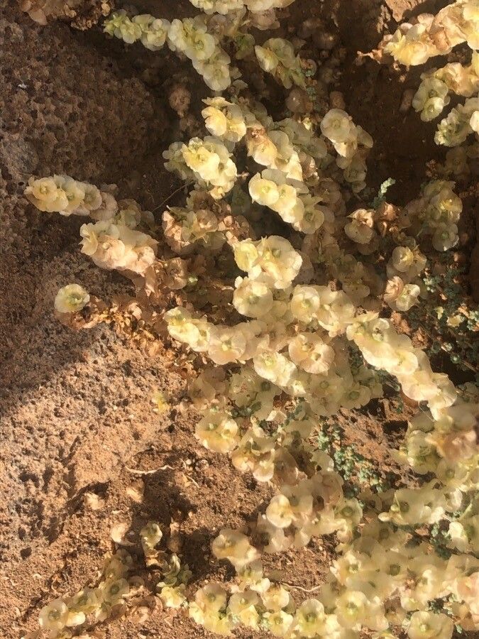 Salsola vermiculata flower
