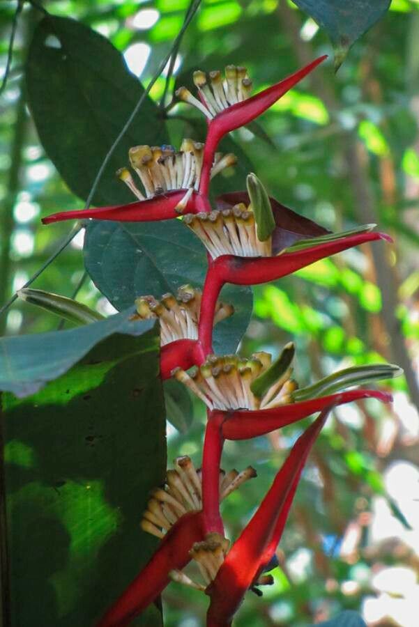 Heliconia acuminata fruit