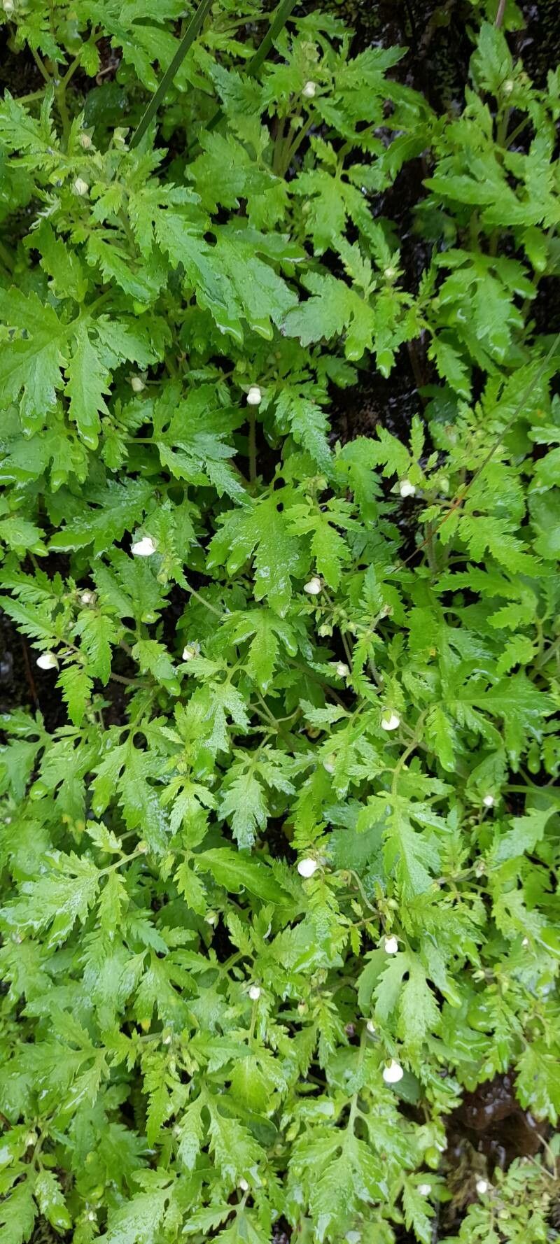 Calceolaria conocarpa habit