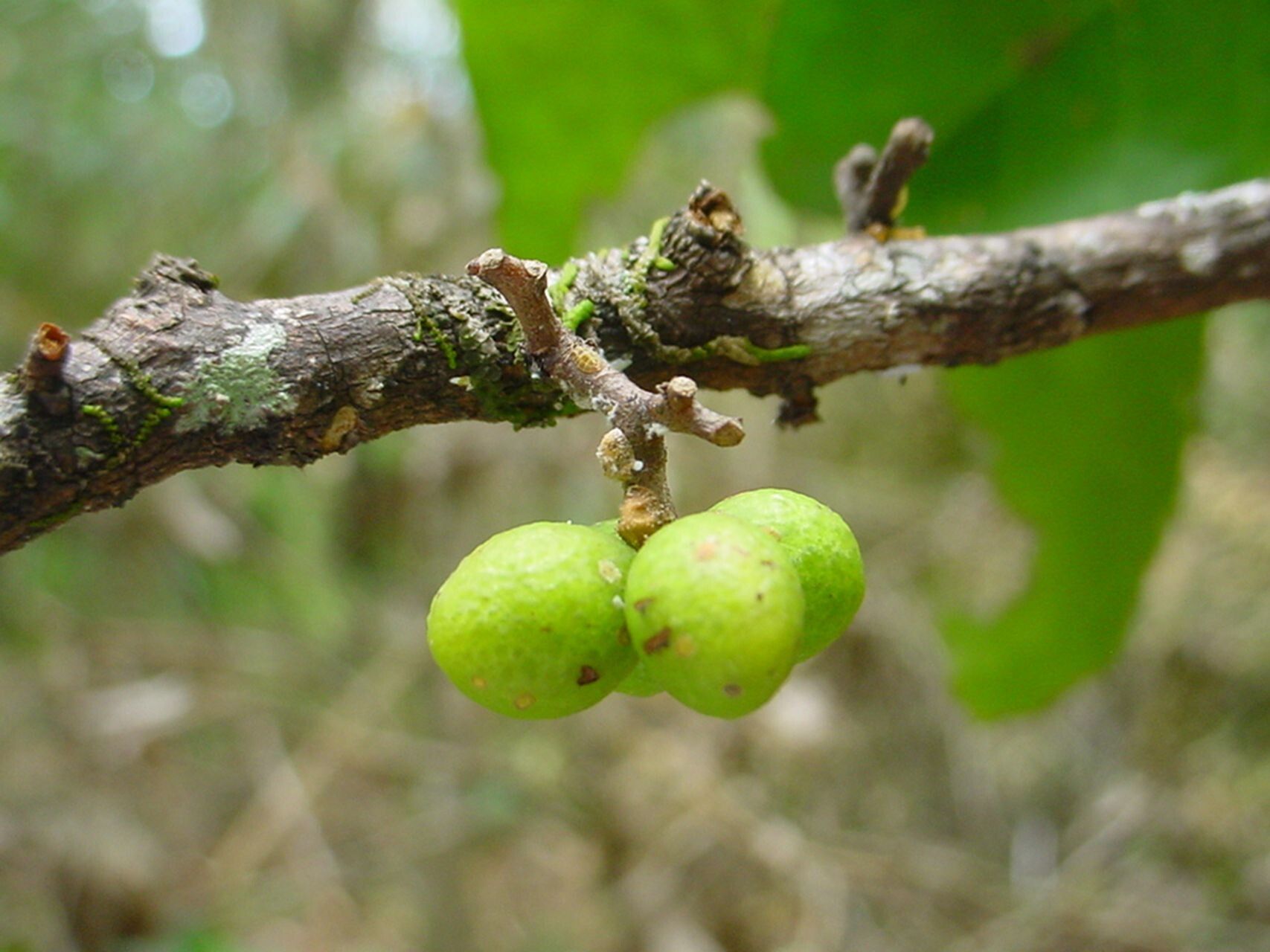 Geijera balansae fruit