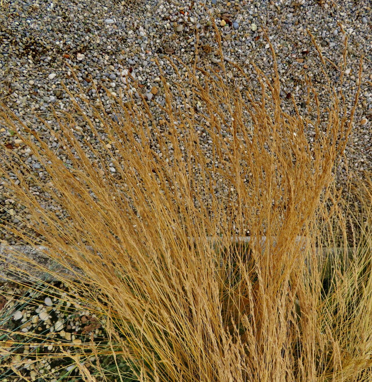 Festuca novae-zelandiae habit