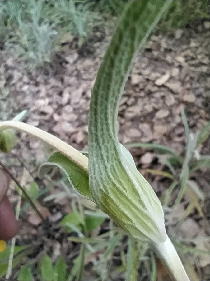 Phlomis lychnitis — search result for 'Greece'