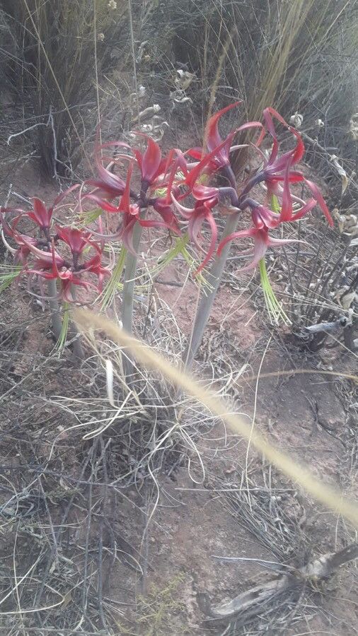 Hippeastrum cybister