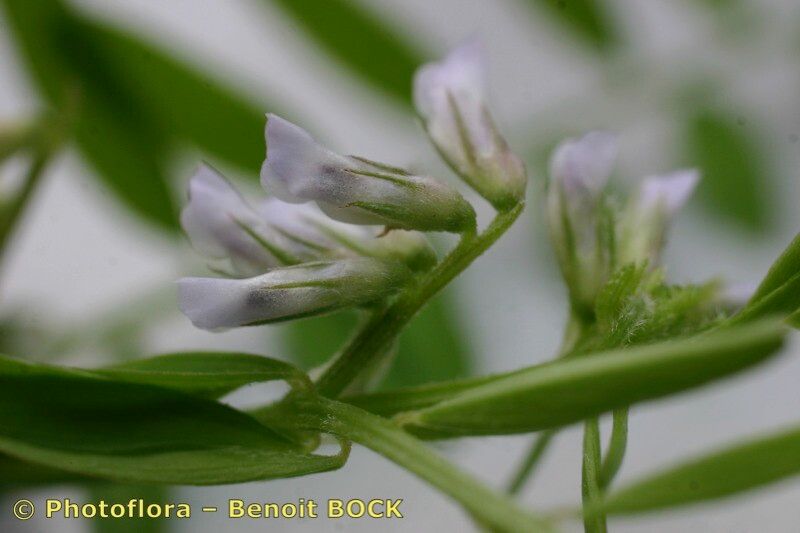Vicia loiseleurii flower