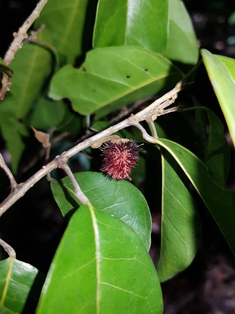 Sloanea picapica fruit