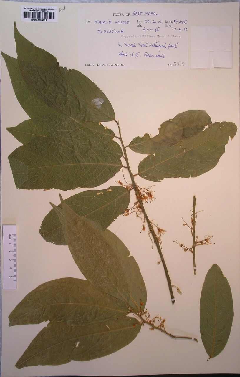 Capparis multiflora other