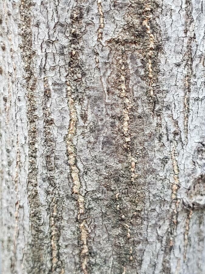 Acacia collinsii bark