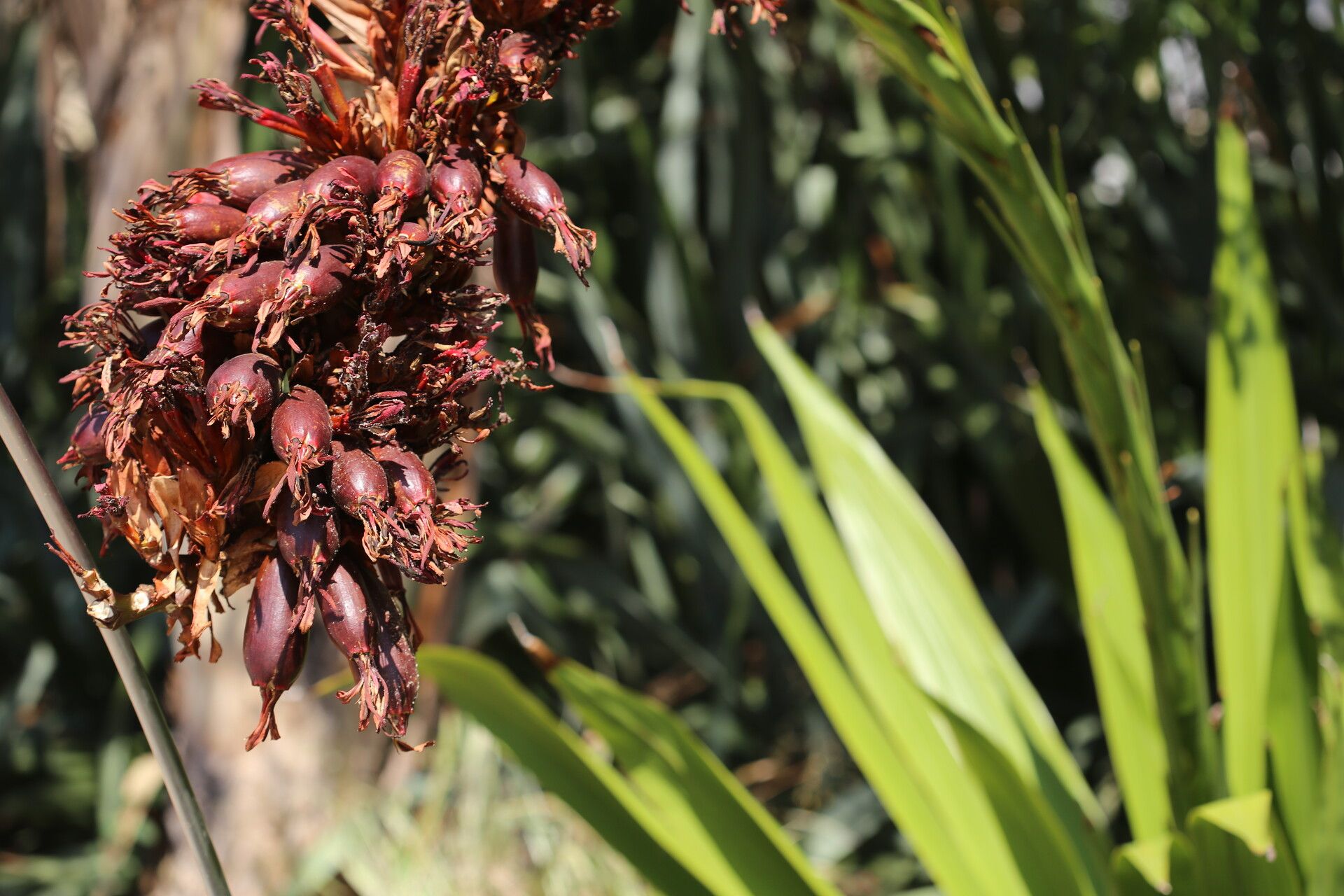 Doryanthes palmeri fruit
