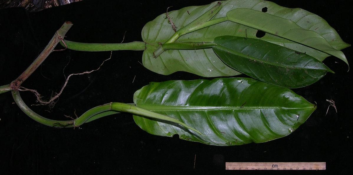 Philodendron ligulatum other