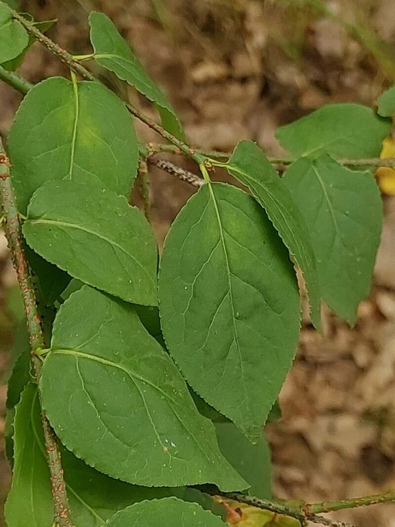 Euonymus verrucosa — search result for 'Euonymus'