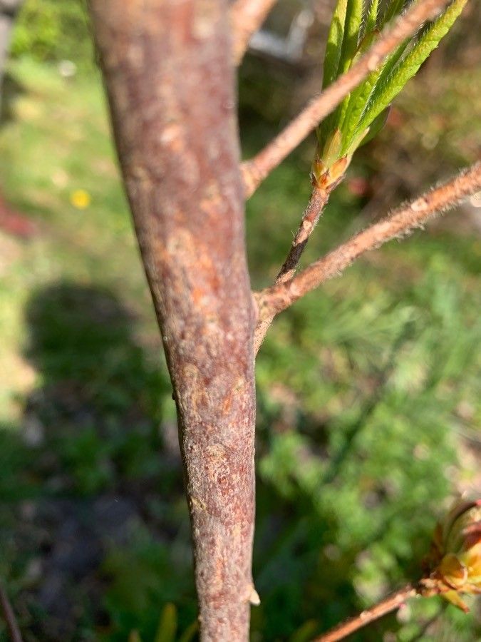 Rhododendron prinophyllum bark