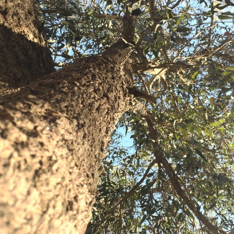 Eucalyptus occidentalis other