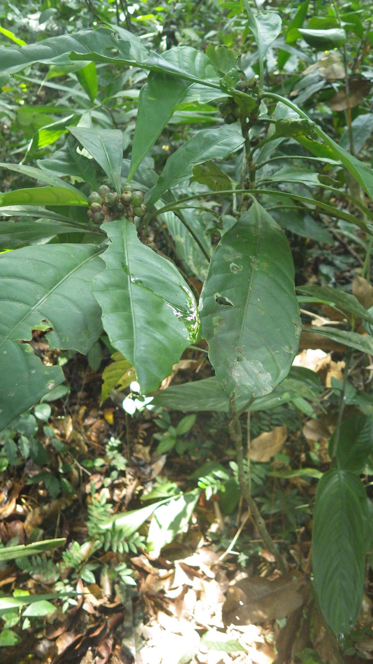 Chassalia vanderystii leaf