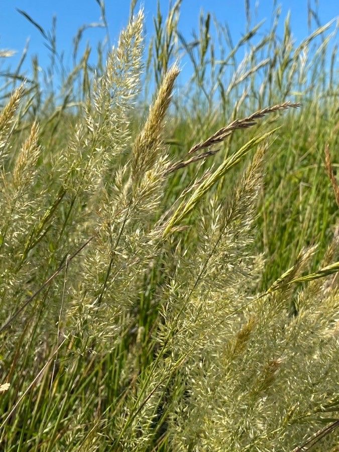 Trisetaria panicea — related species from the same genus
