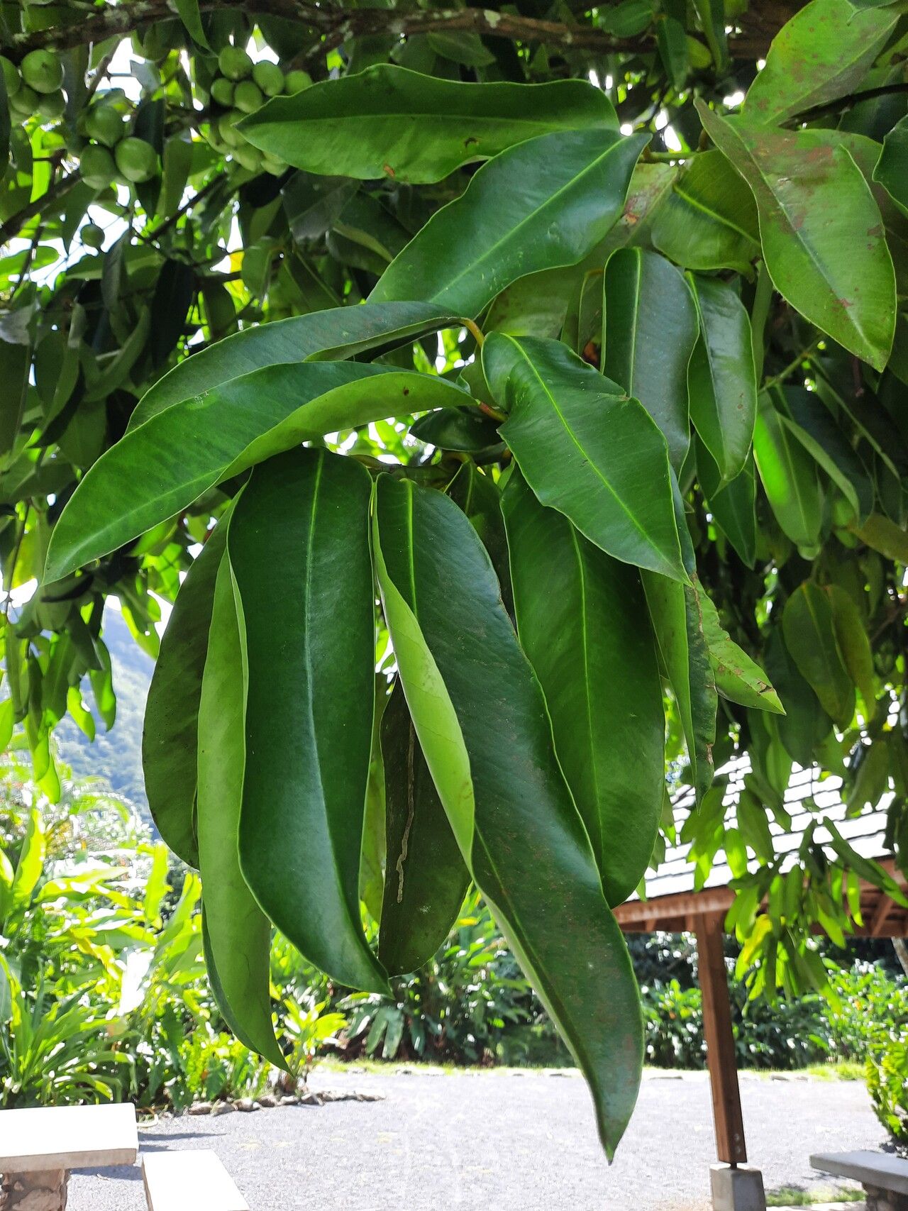 Garcinia xipshuanbannaensis — houseplant care guide