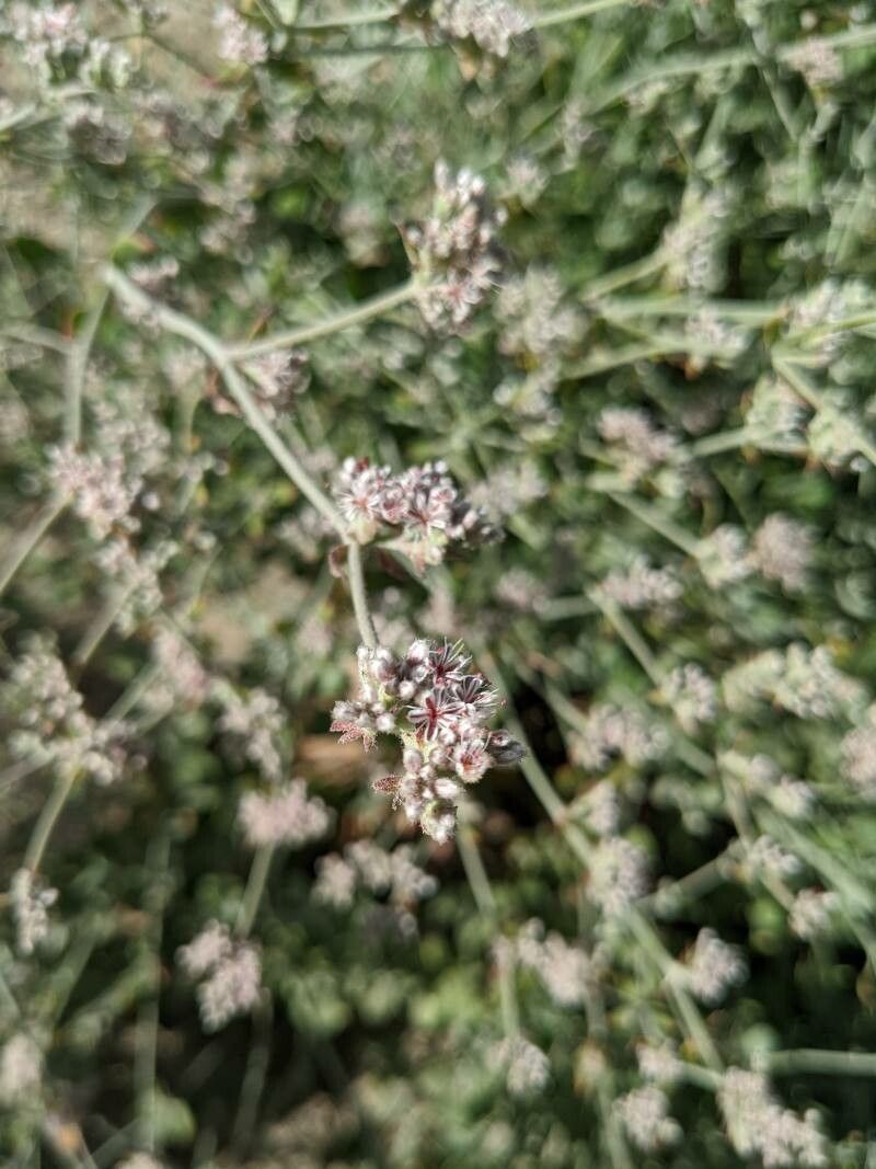 Eriogonum cinereum flower