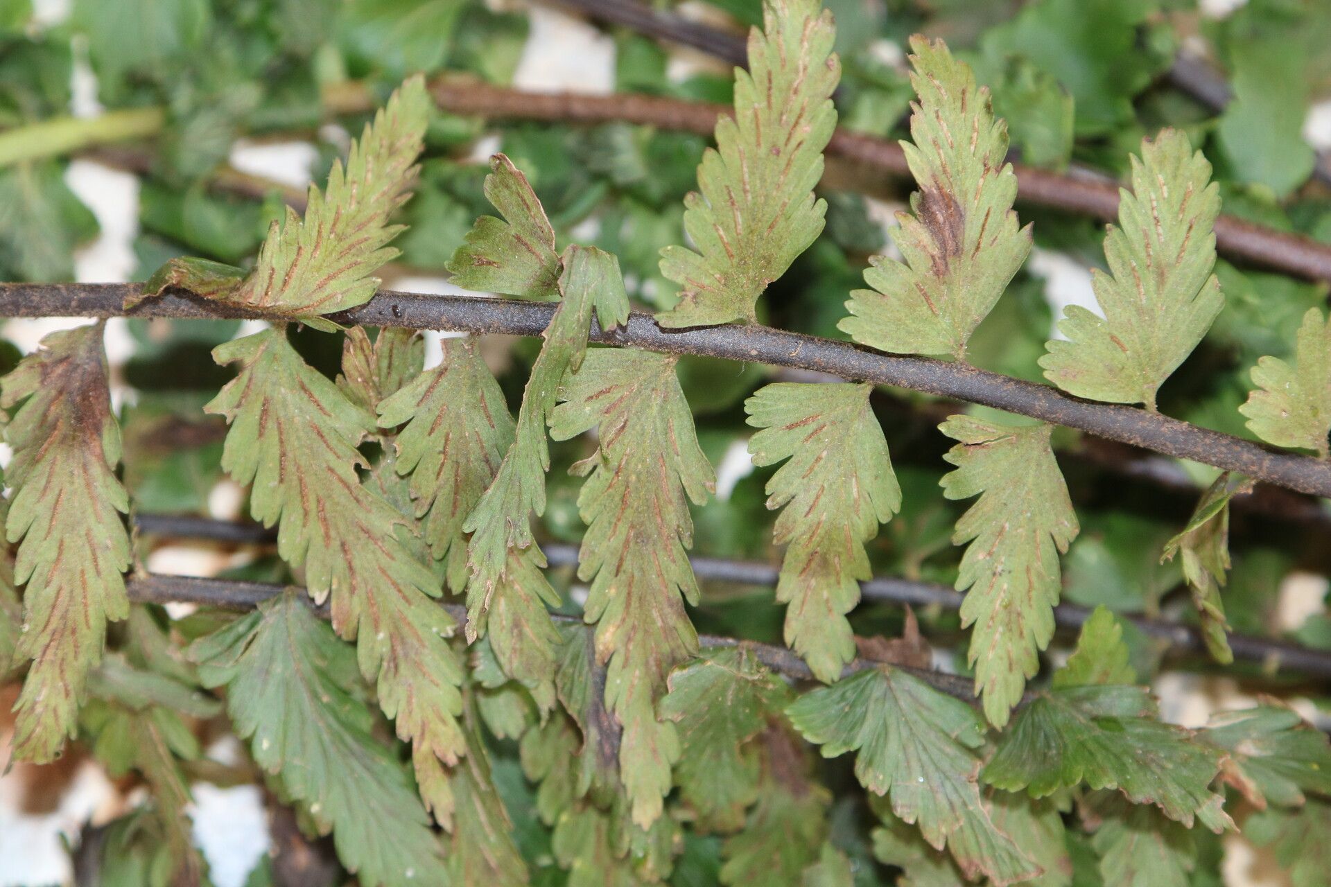 Asplenium protensum — houseplant care guide