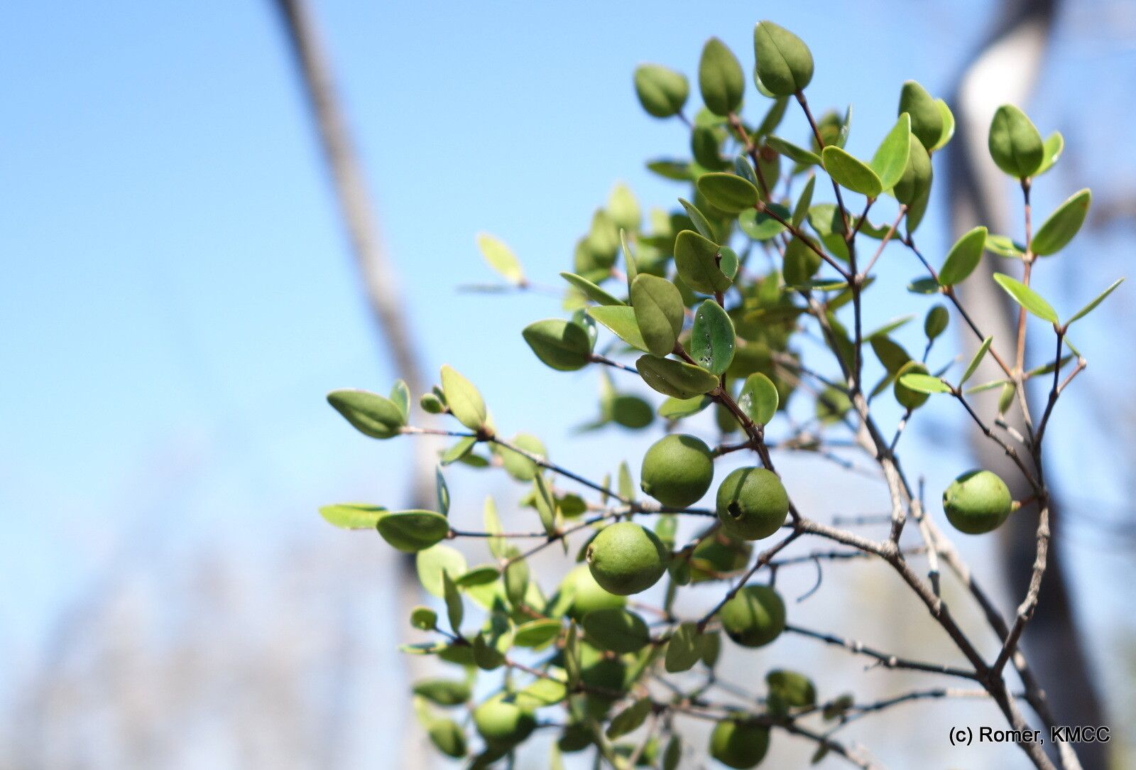 Memecylon boinense — houseplant care guide