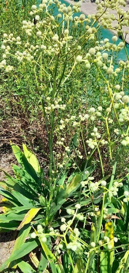 Eryngium elegans habit