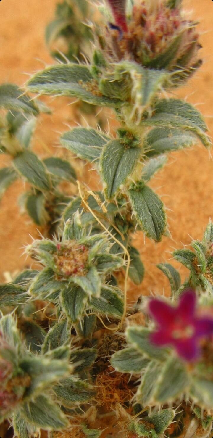 Moltkiopsis ciliata leaf