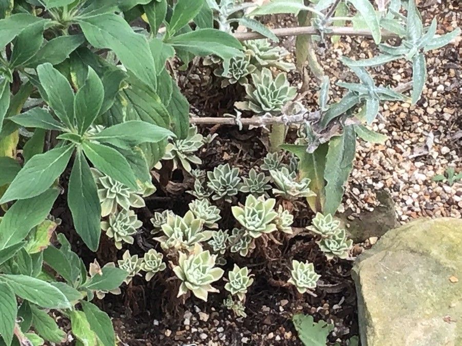 Aeonium goochiae — search result for 'Aeonium'