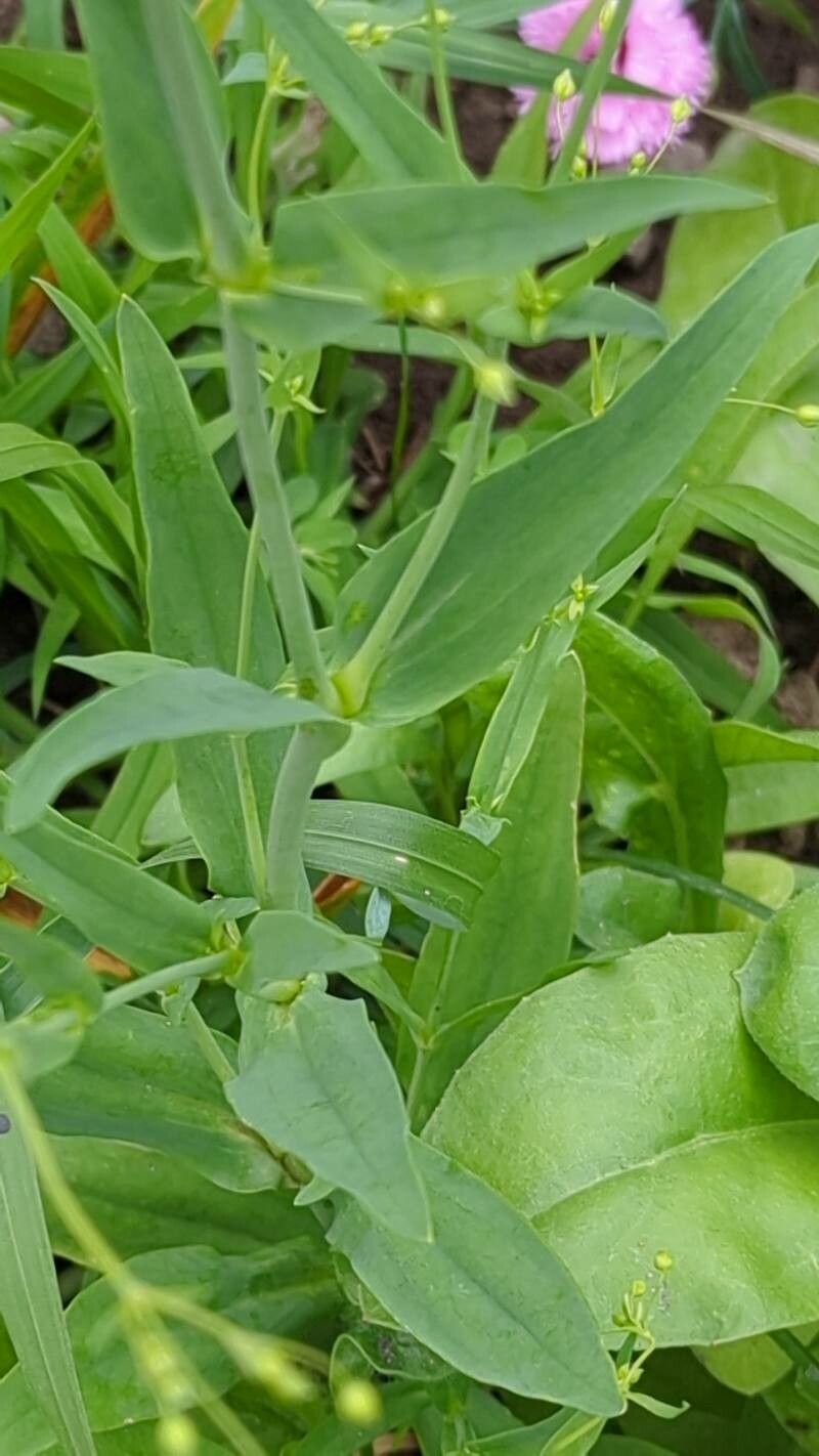 Gypsophila elegans — search result for 'Caryophyllaceae'