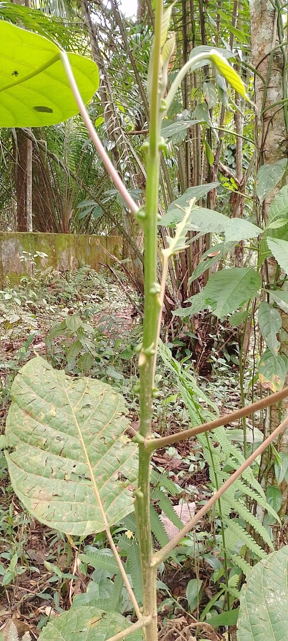 Iryanthera juruensis bark