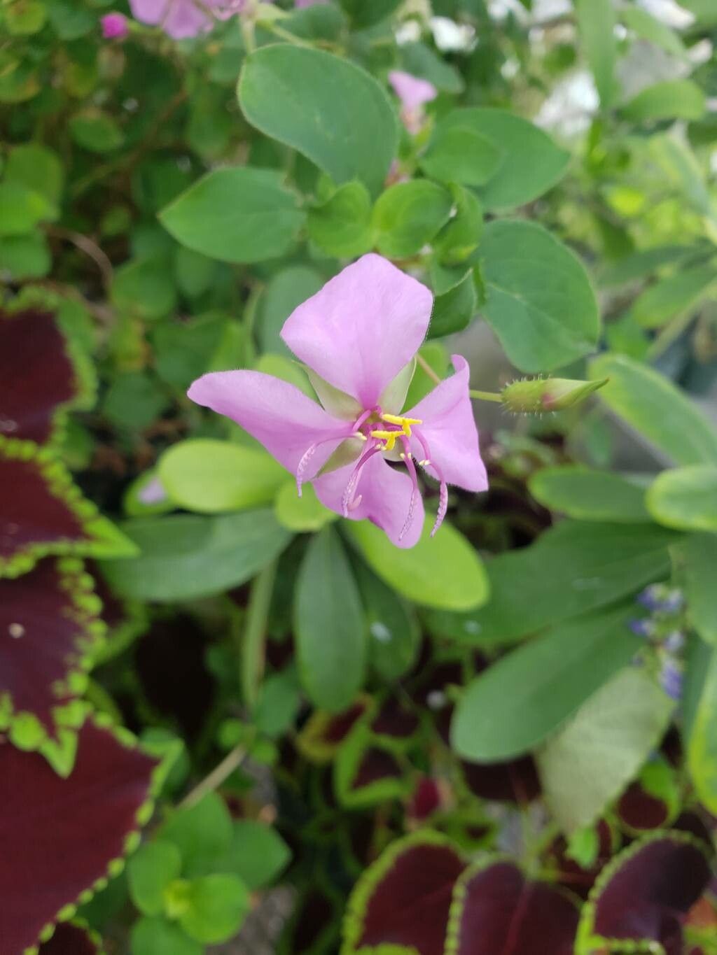 Heterocentron suffruticosum flower
