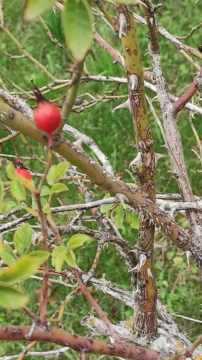 Rosa caryophyllacea bark