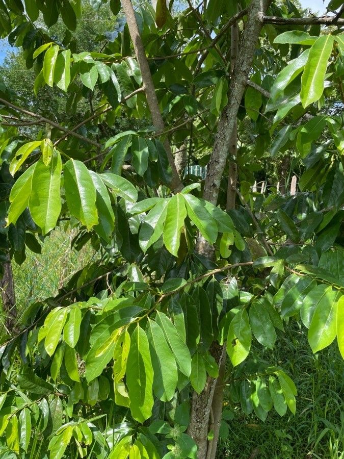 Annona montana — search result for 'Annonaceae'