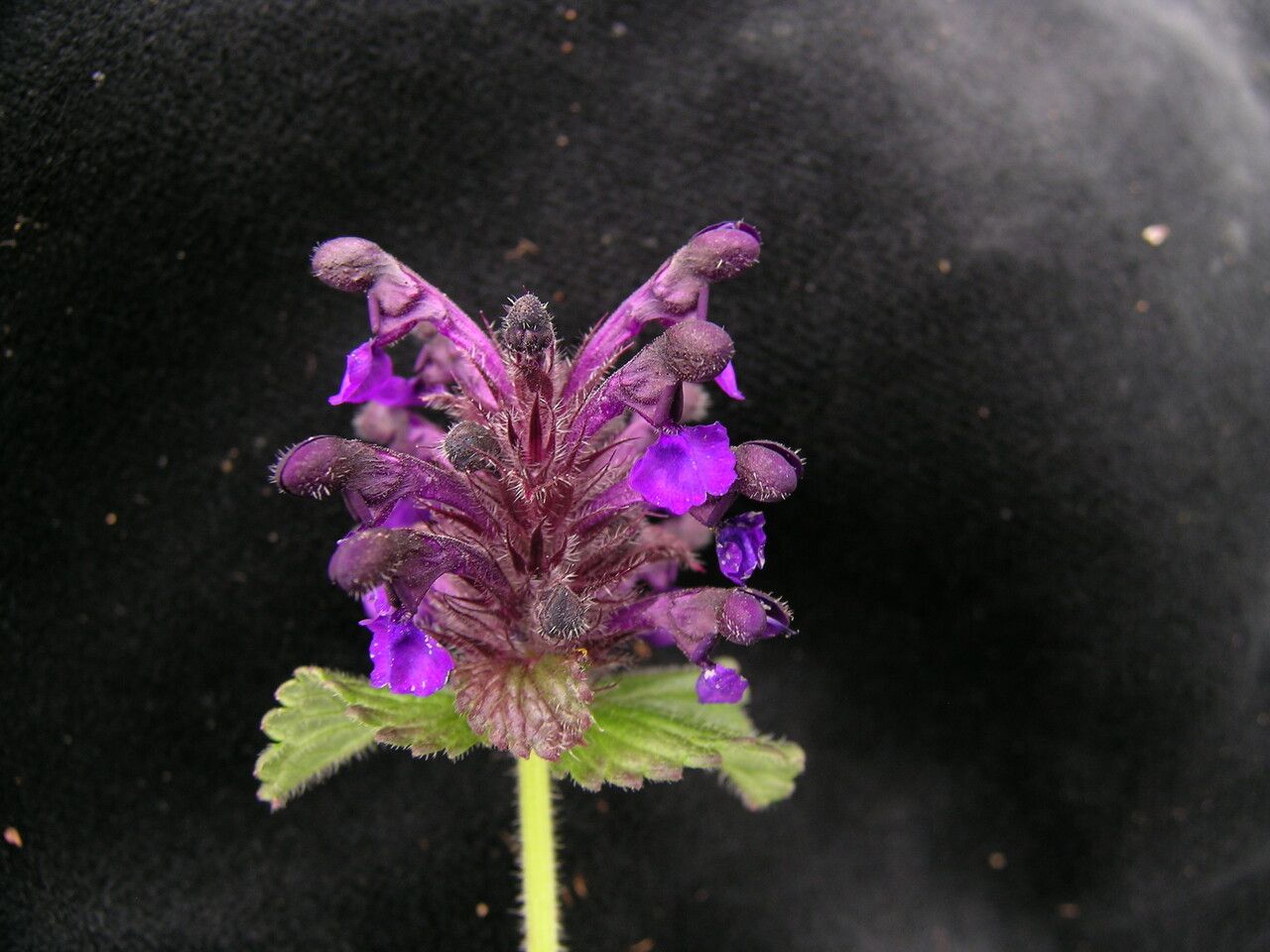 Nepeta lamiopsis habit