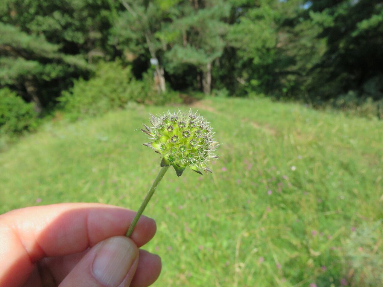 Knautia arvensis fruit