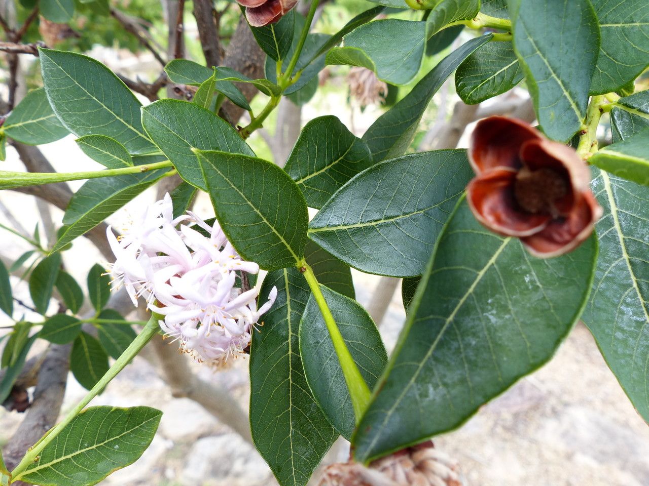 Dais cotinifolia flower