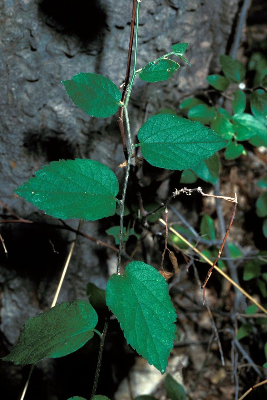 Aphananthe cuspidata — related species from the same genus