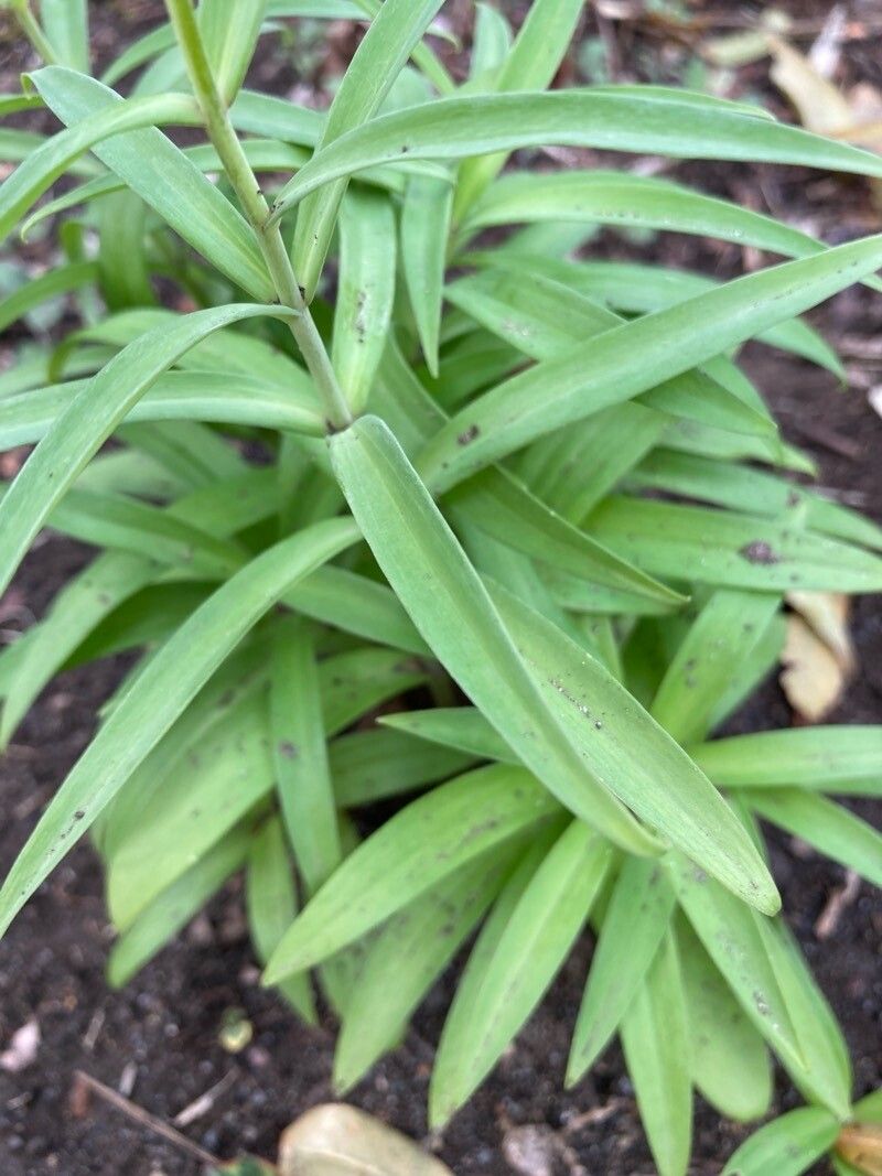 Fritillaria verticillata — search result for 'Fritillaria'