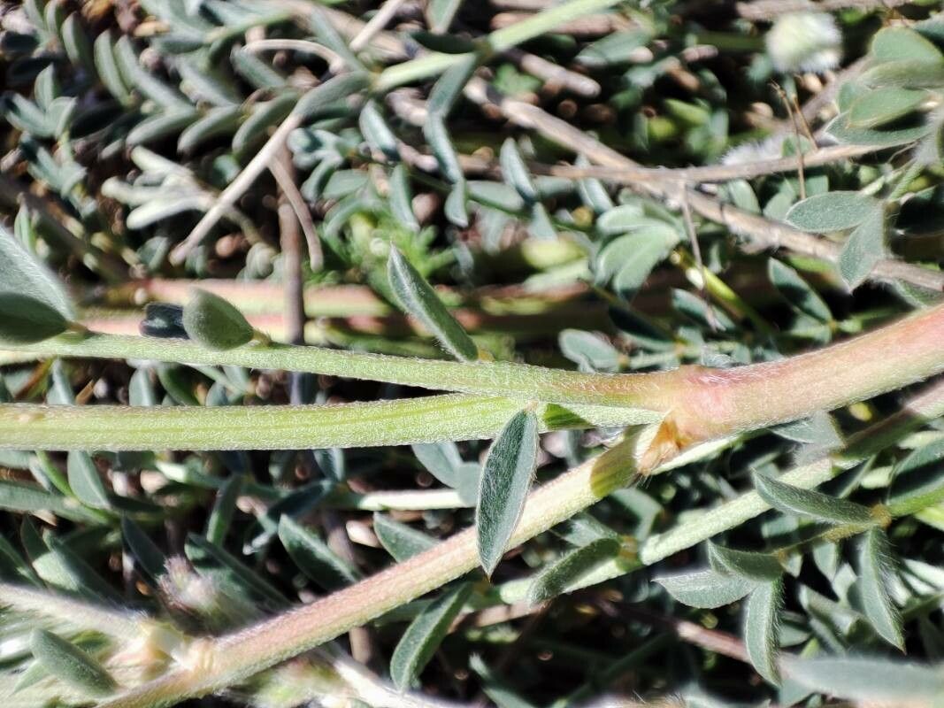 Onobrychis humilis bark