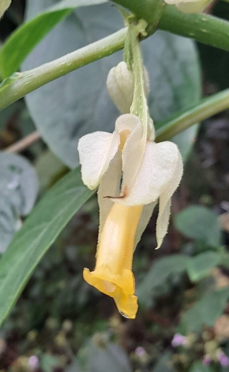 Drymonia strigosa flower